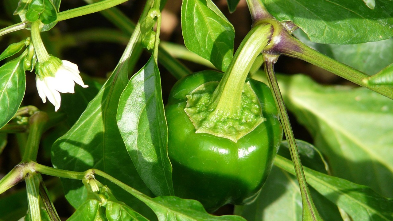 peperoni
