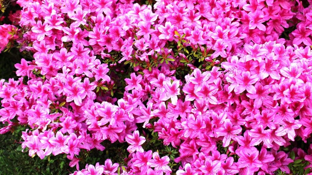 Come piantare le azalee per avere un’esplosione di colori