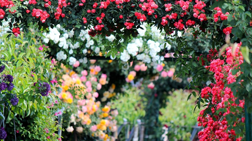 Piante amiche delle rose: quali specie consociare?