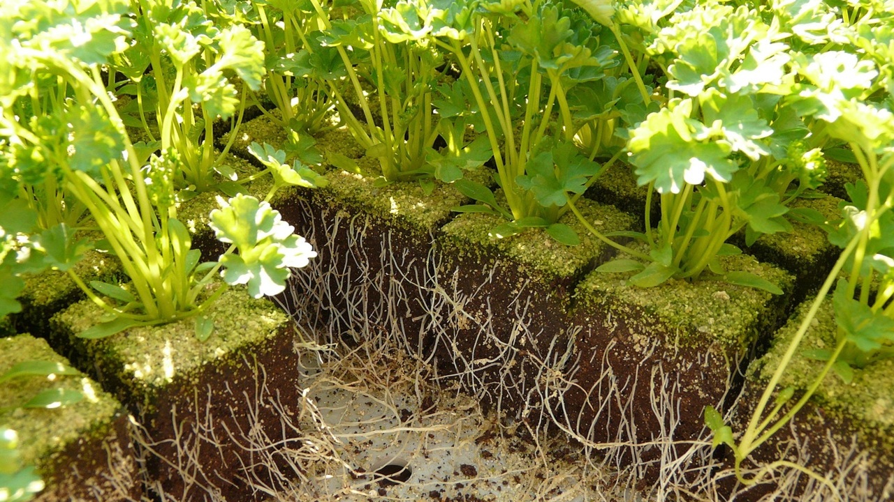 piante aromatiche ombra, prezzemolo