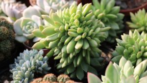 5 piante da appartamento perfette per neofiti, principianti e pollici neri