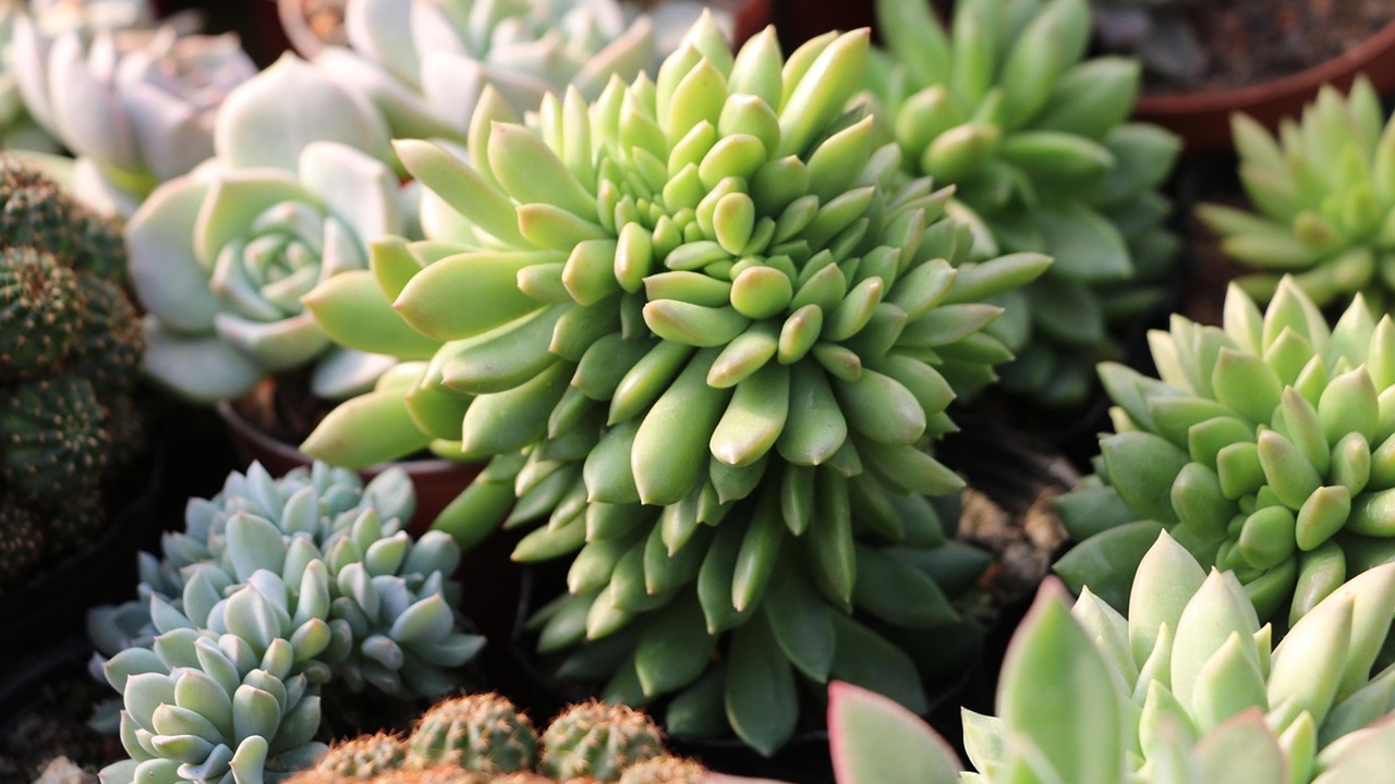 piante neofiti succulente