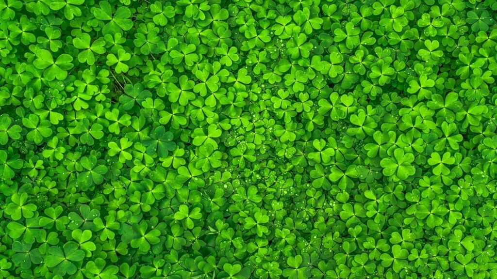 Come tenere le erbacce lontane dalle piante tappezzanti