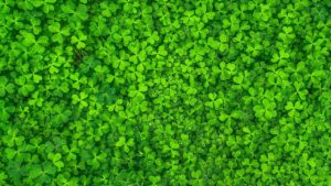 Come tenere le erbacce lontane dalle piante tappezzanti