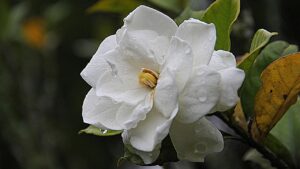 7 piante da vaso profumate e a bassa manutenzione per abbellire il portico