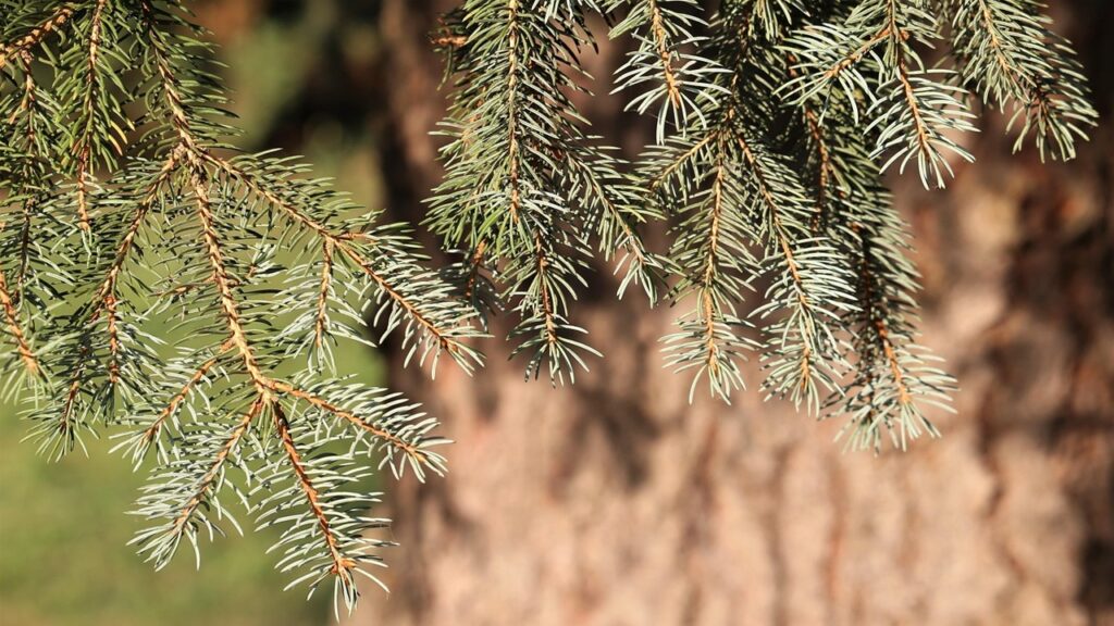 Pino argentato: 3 cose da sapere prima di piantarne uno in giardino