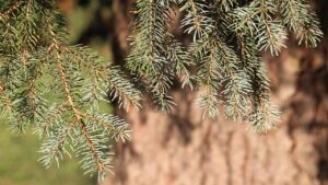 Pino argentato: 3 cose da sapere prima di piantarne uno in giardino