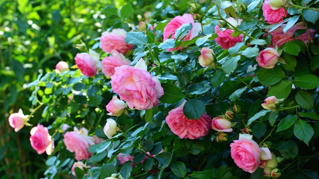 Come individuare ed eliminare i polloni dalle rose prima che prosciughi la pianta