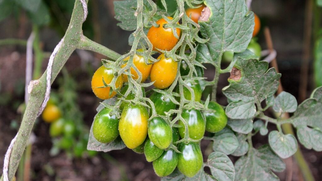 Potare i pomodori: una tecnica facile, veloce e redditizia