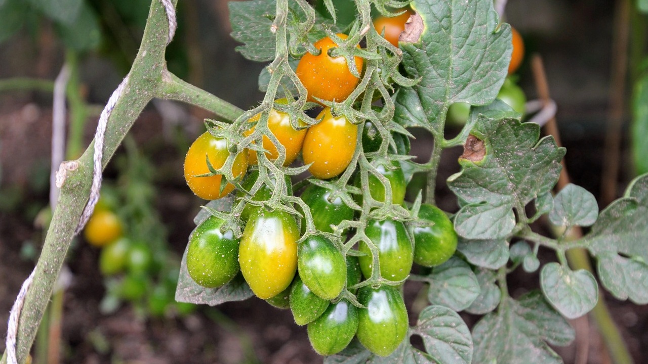 pomodori piante potare