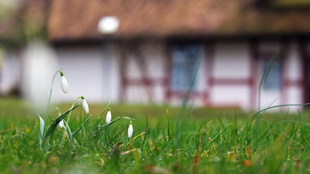Prato in primavera: con cosa nutrirlo?