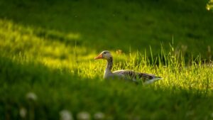 4 cose da non fare al prato in primavera (se volete avere un bel manto erboso in estate)