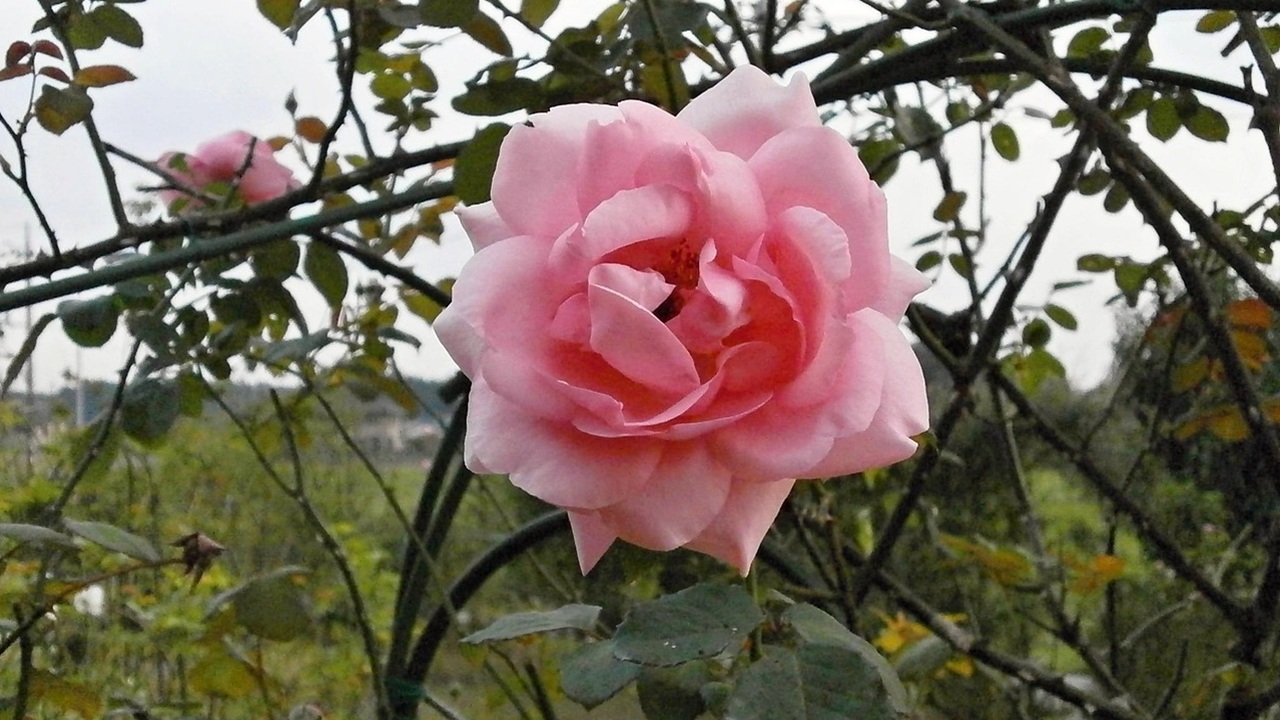rose radice nuda