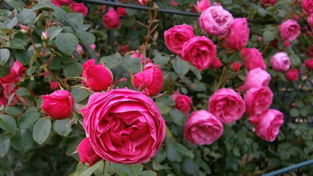 Come creare un roseto spendendo poco: il trucco che vi permetterà di risparmiare