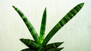 Sansevieria con foglie che si allargano? Non è mai normale