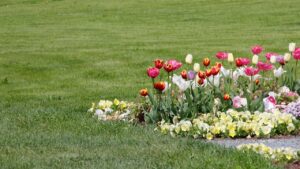 Quando tagliare il prato se nel giardino sono presenti dei bulbi?