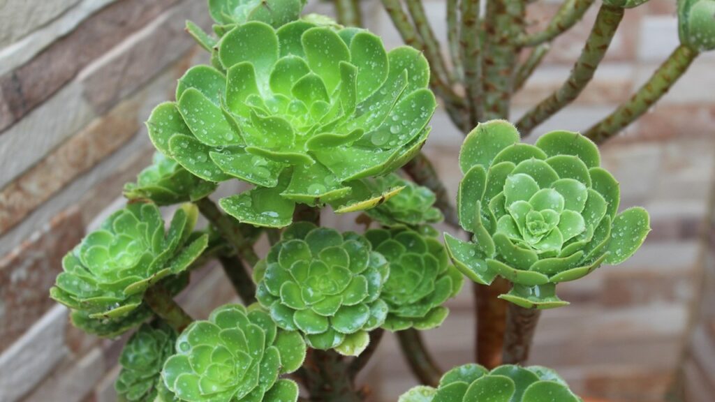 Aeonium haworthii: come coltivare con successo questa succulenta in stile Elden Ring