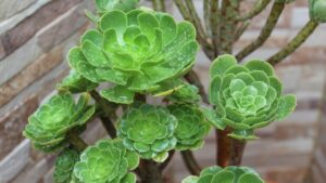 Aeonium haworthii: come coltivare con successo questa succulenta in stile Elden Ring