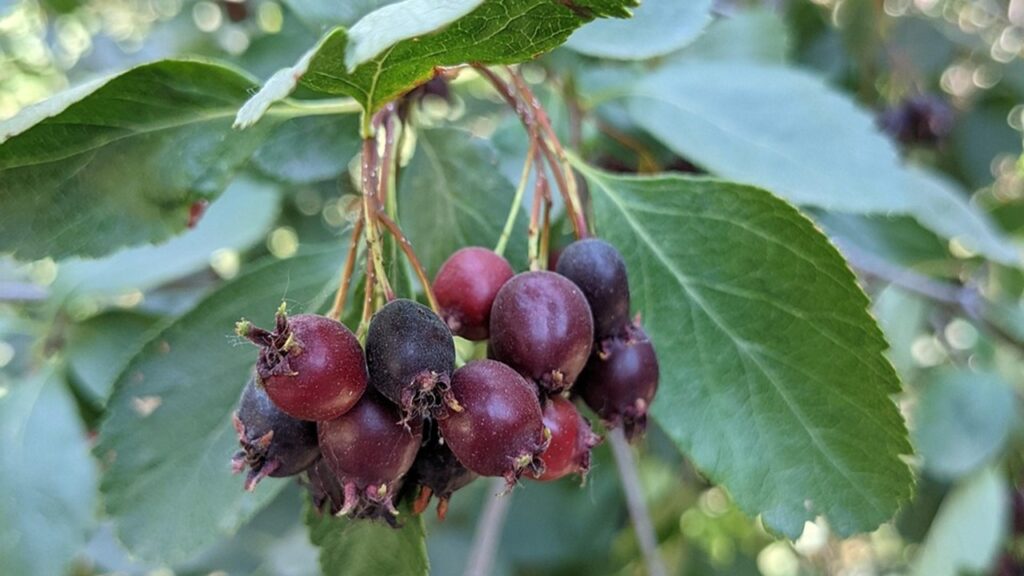 Amelanchier alnifolia: come coltivare le bacche Saskatoon in casa
