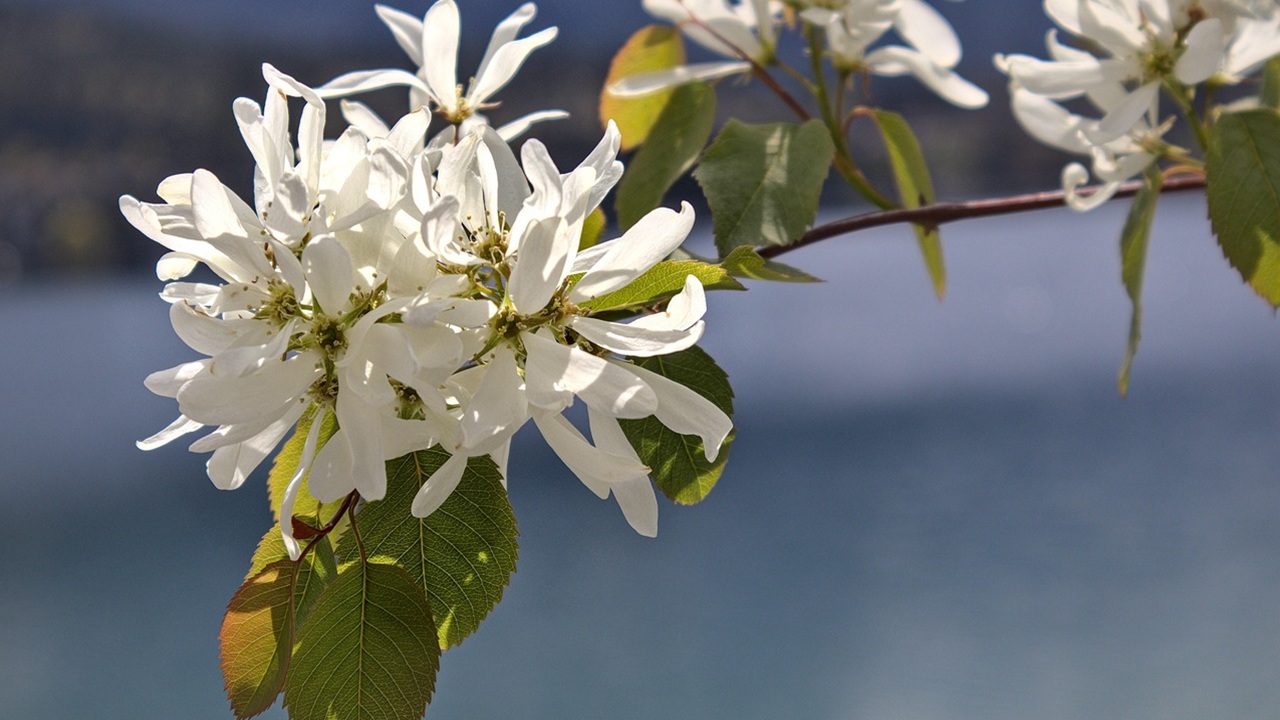 amelanchier alnifolia fiori