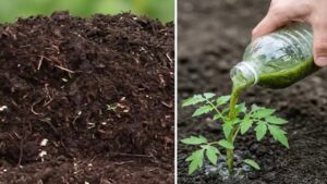 Il segreto del giardinaggio sostenibile si nasconde nel prato: come trasformare gli sfalci in oro verde