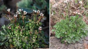 Cardamine hirsuta, l’erbaccia che nasconde un tesoro
