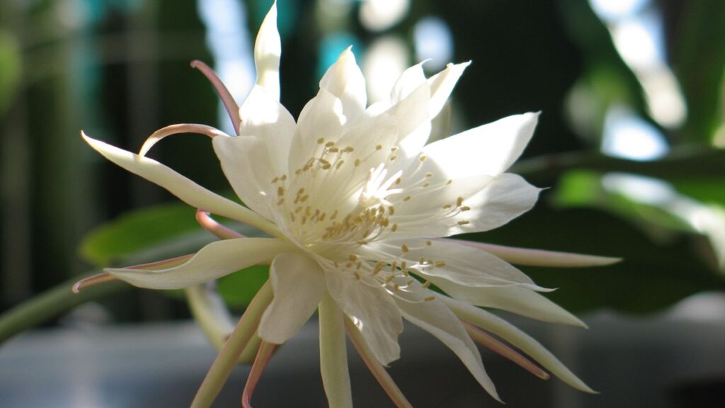 Fiore di luna: trucchi e segreti per far fiorire l’Epiphyllum pumilum