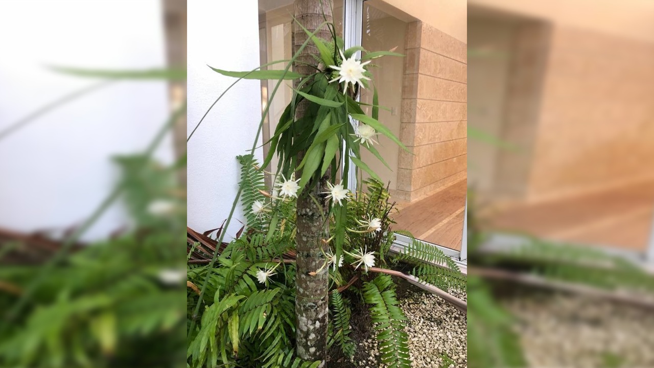 epiphyllum pumilum pianta