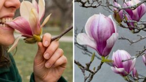 Magnolia commestibile tra gusto, tradizione e benessere