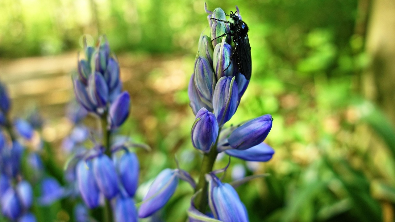 hyacinthoides hispanica