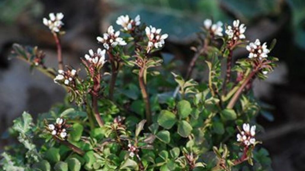 Pianta con piccoli fiori