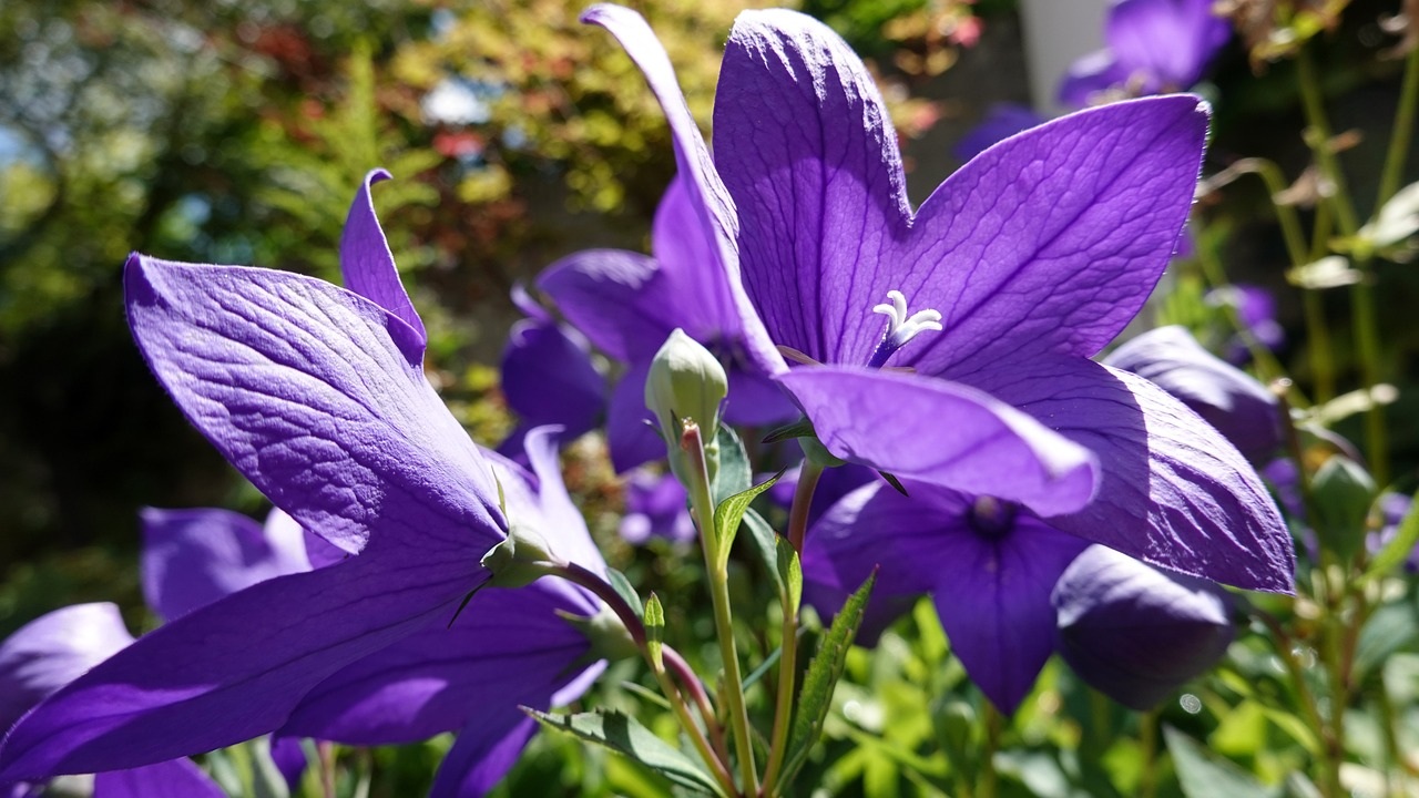 platycodon grandiflorus