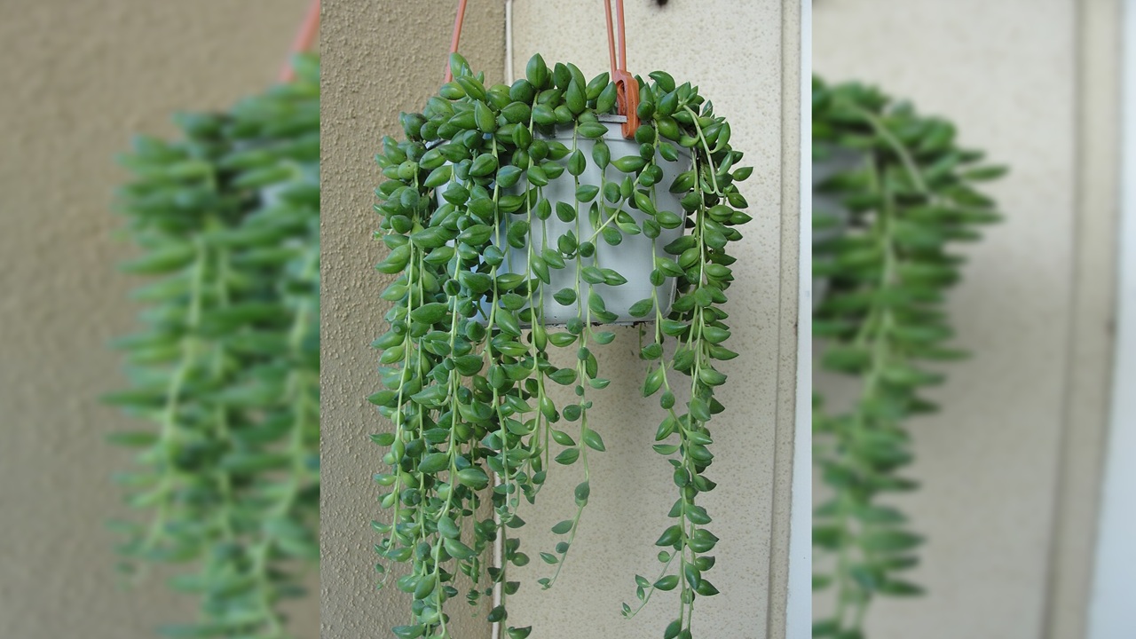 senecio herreianus