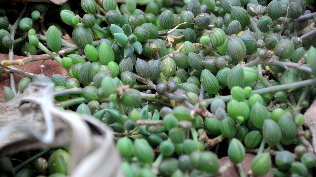 senecio herreianus