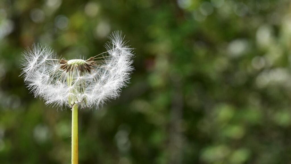 Acheni: cosa sono in botanica? A quale parte della pianta corrispondono?