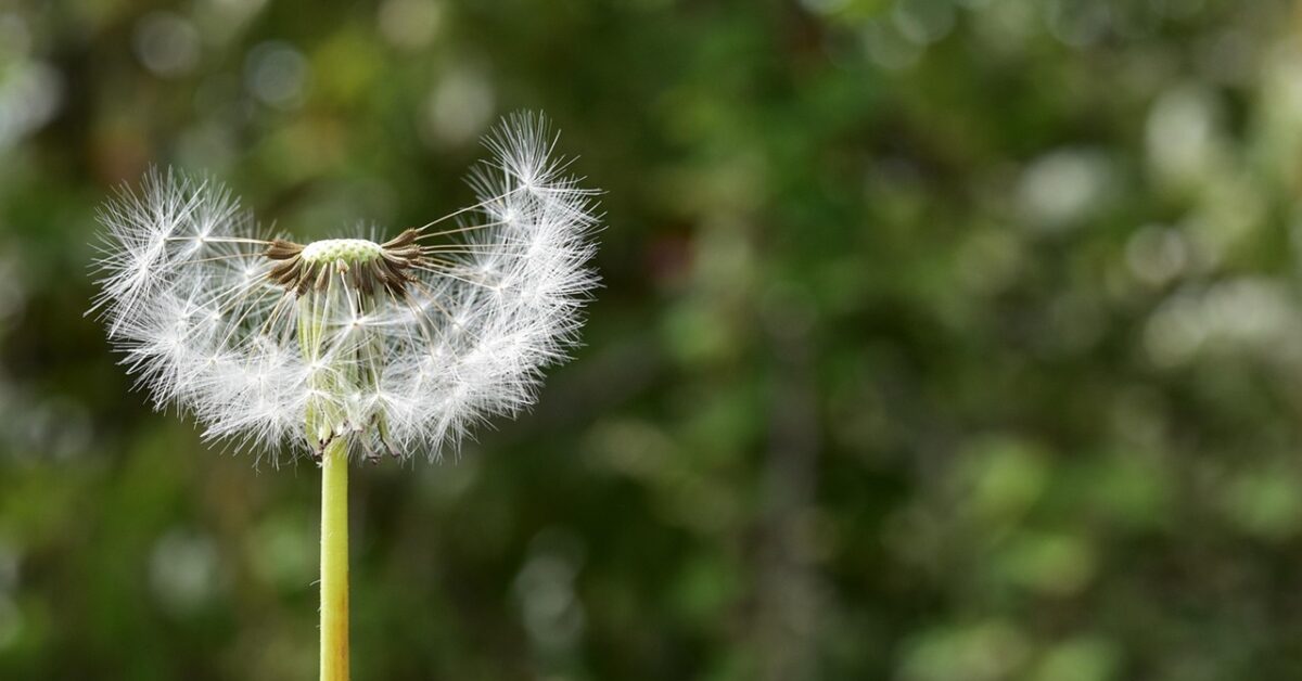 Acheni: cosa sono in botanica? A quale parte della pianta corrispondono?
