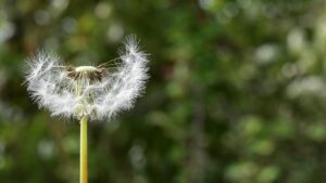 Acheni: cosa sono in botanica? A quale parte della pianta corrispondono?