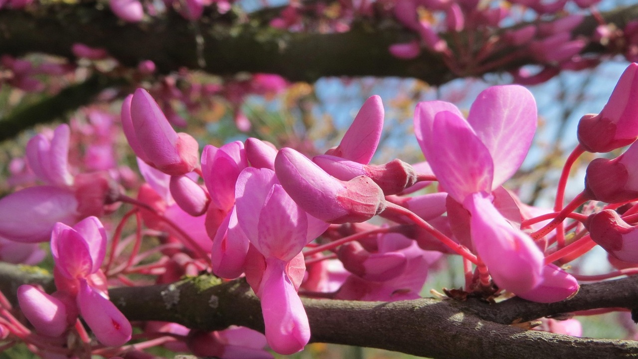 albero giuda fiori