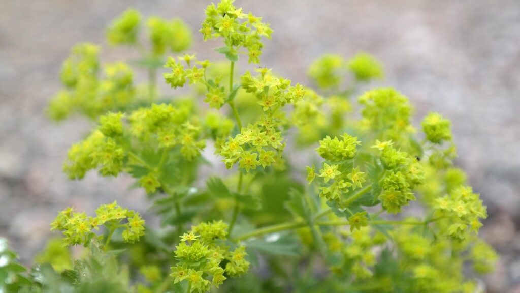 Alchemilla: come coltivare la pianta dalle foglie con gocce di rugiada e fiori gialli