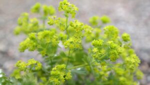 Alchemilla: come coltivare la pianta dalle foglie con gocce di rugiada e fiori gialli