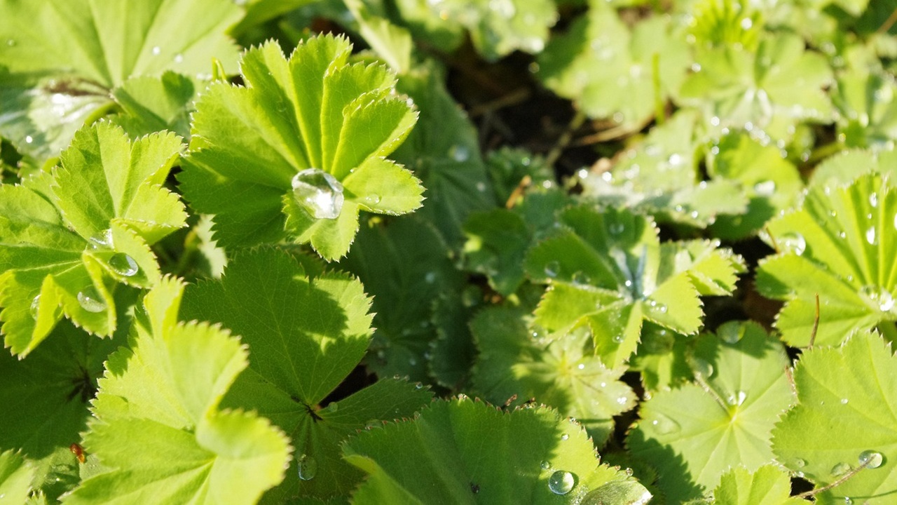 alchemilla foglie