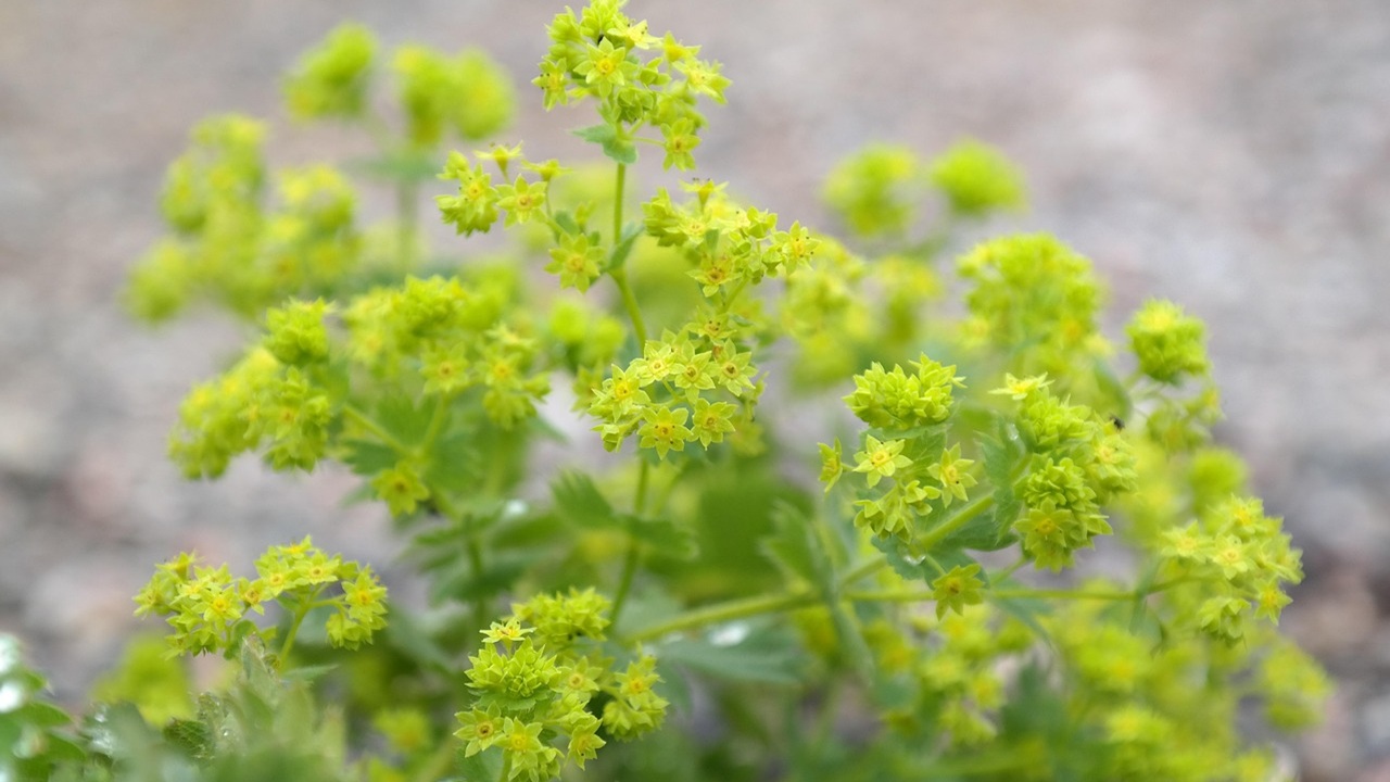 alchemilla