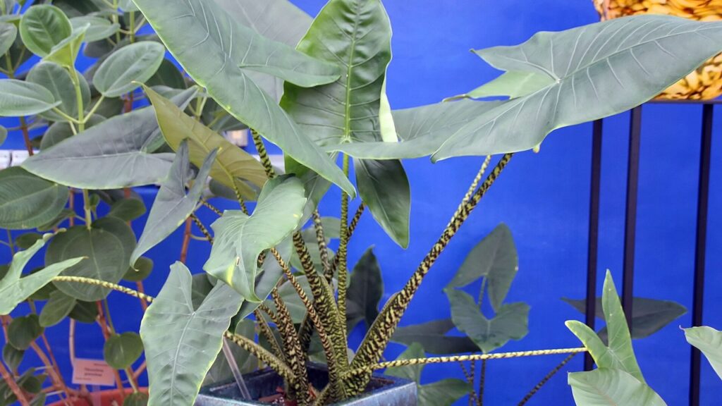 Alocasia zebrina: come prendersi cura di questa pianta con il fusto a strisce