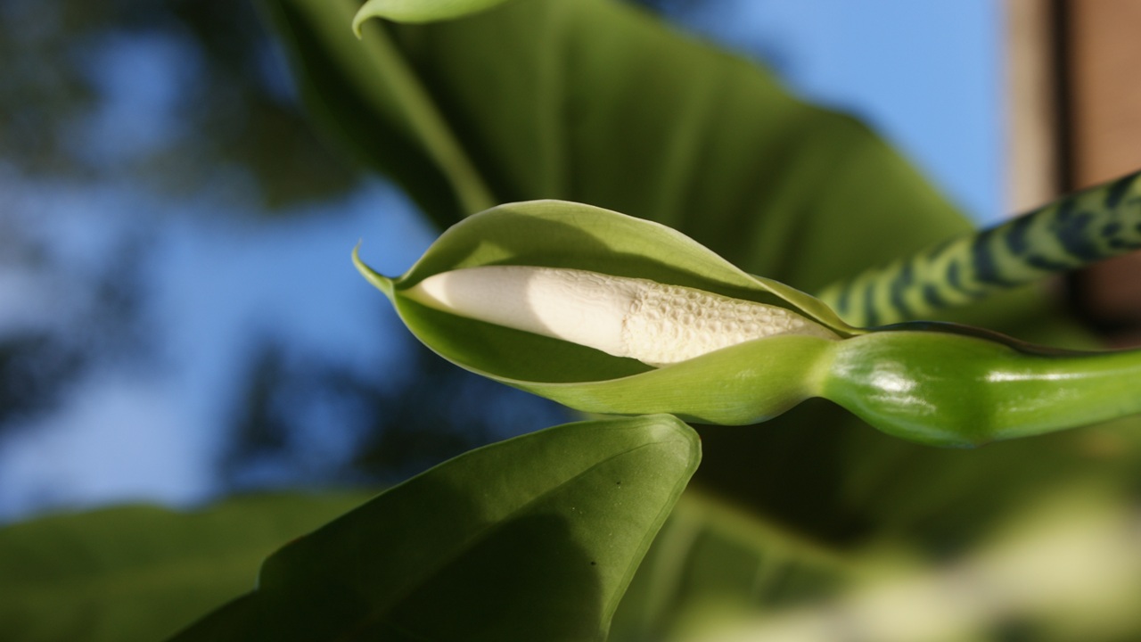 alocasia