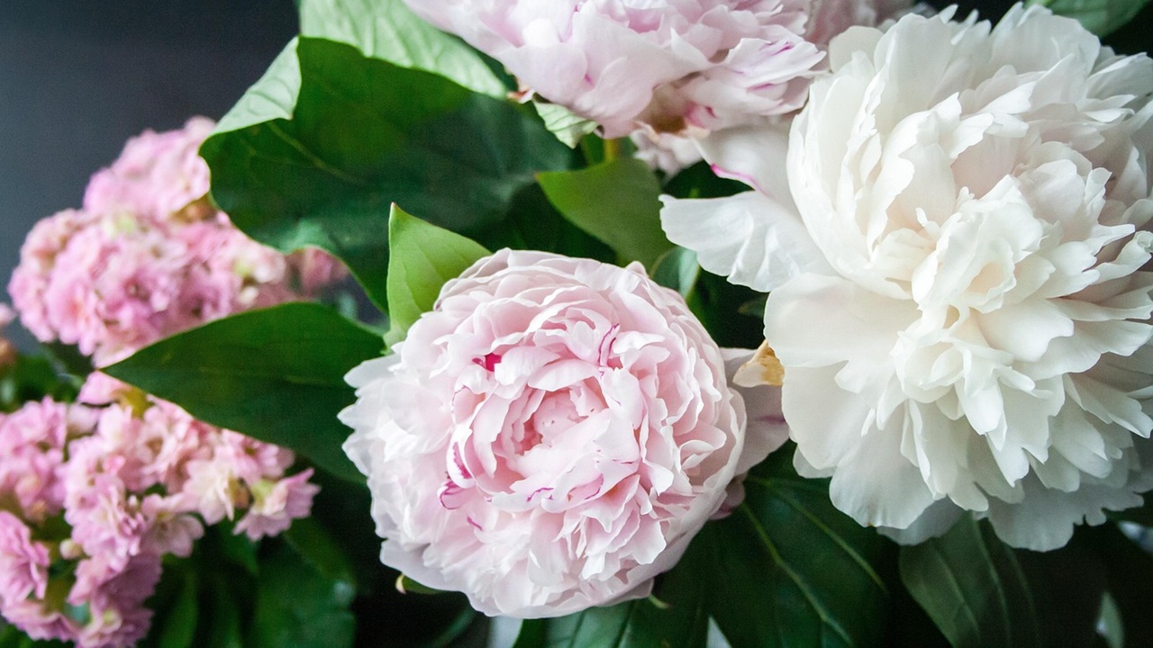 alternative peonie