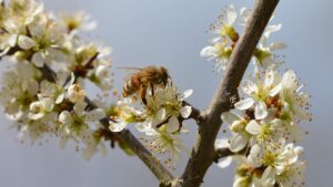 4 colori per le recinzioni per attirare le api in giardino