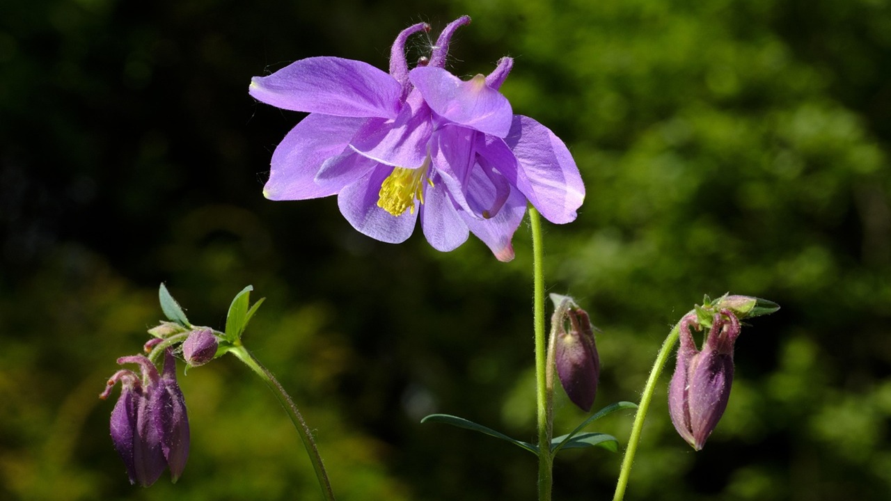 aquilegia stile cottage