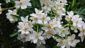 Choisya ternata: trucchi e segreti per coltivare l’Arancio del Messico