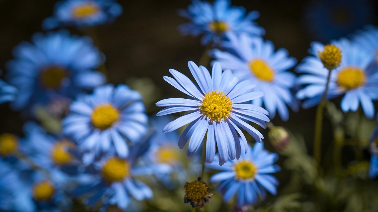 aster blu