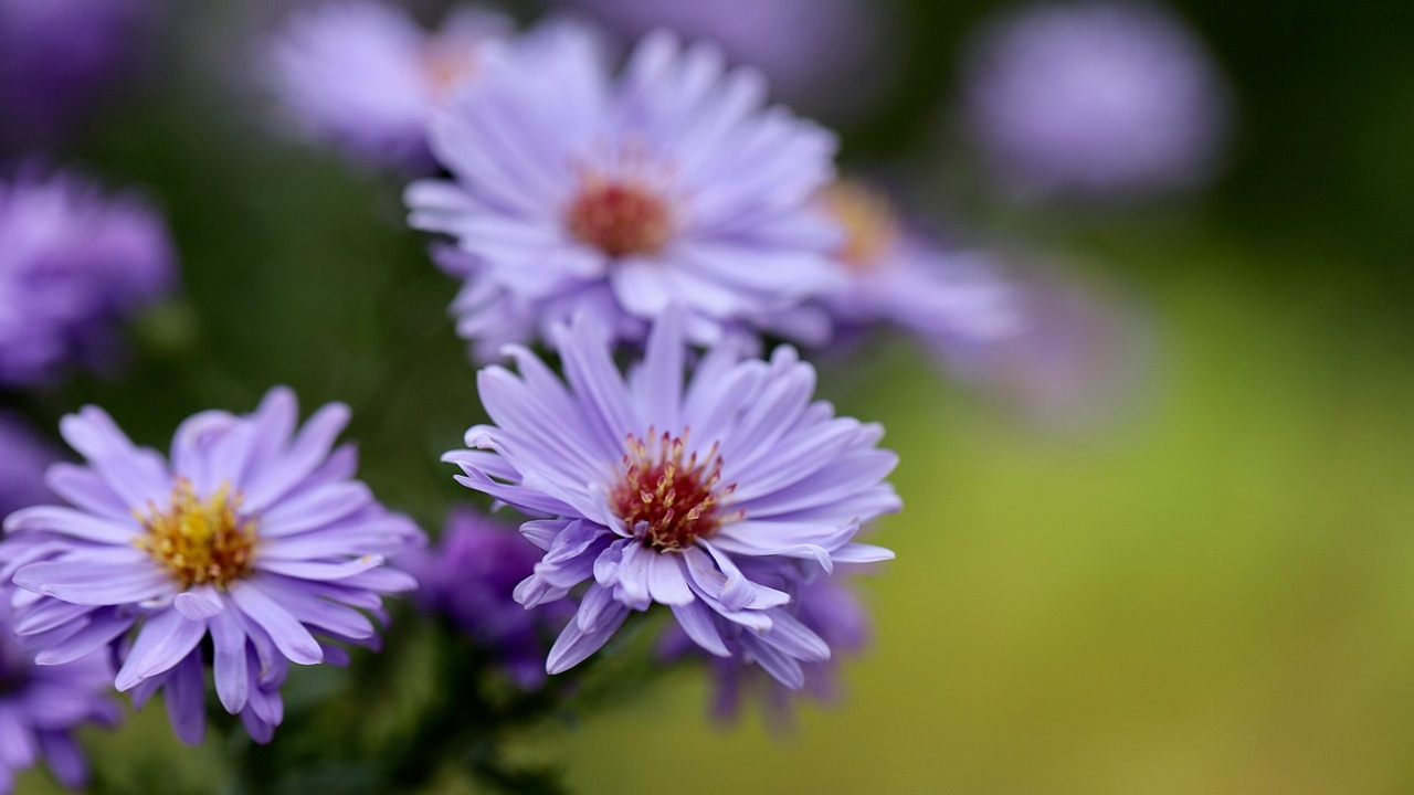 aster ingiallimento